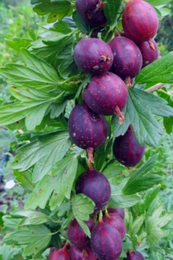 Агрус ‘Чорна Капля’ (чорний)|Ribes uva-crispa ‘Chorna Kaplya’|Крыжовник ‘Черная Капля’ (черный)